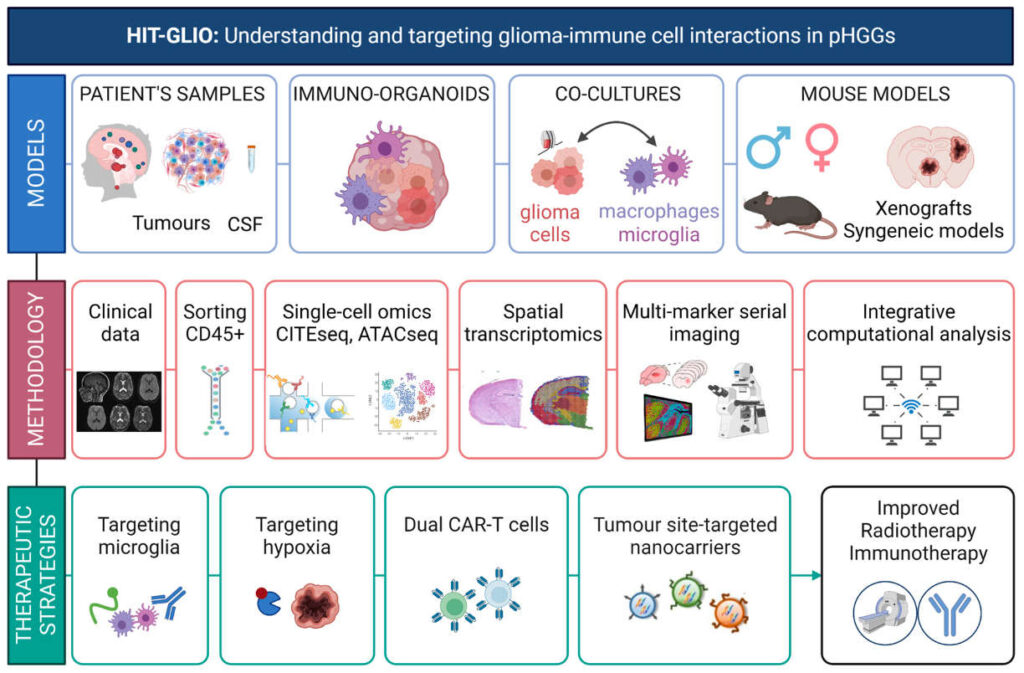 The Summary Of Models Methodologies And Innovative Therapeutic Approaches Used In The HIT GLIO Project 1 1024x673