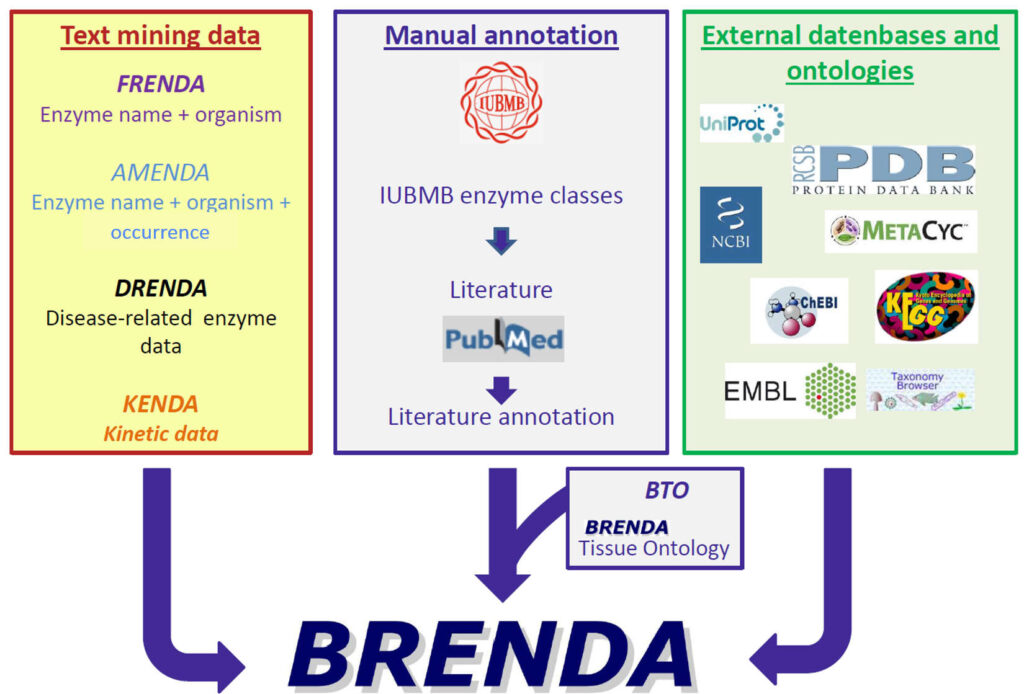 Brenda Overview 1 1024x694