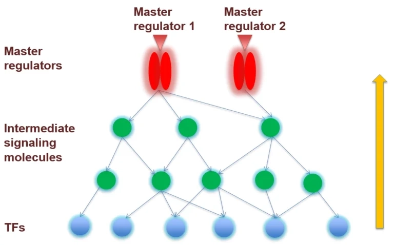 Master Regulators