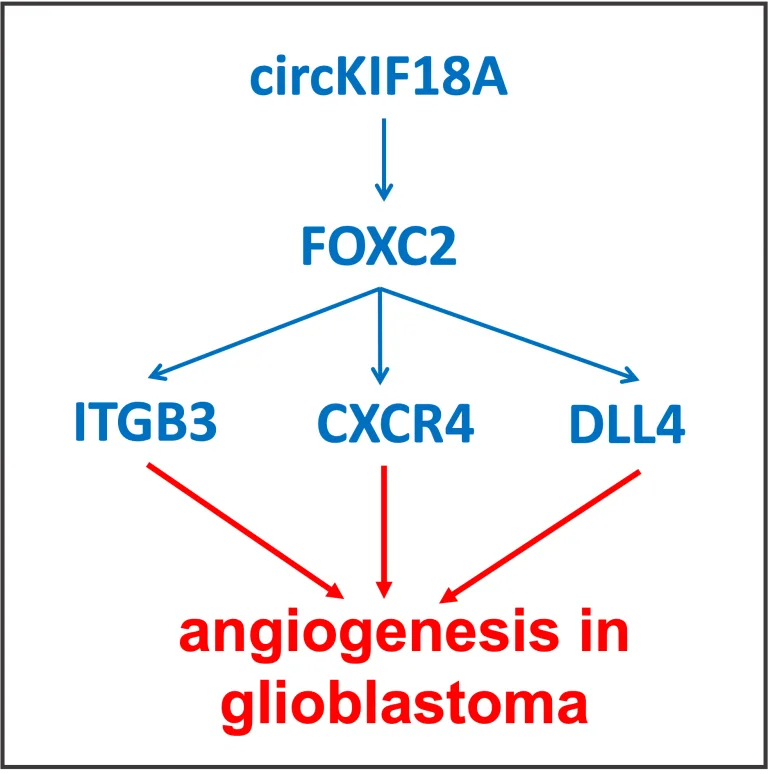 FOXC2 In Glioblastoma 768x774 1