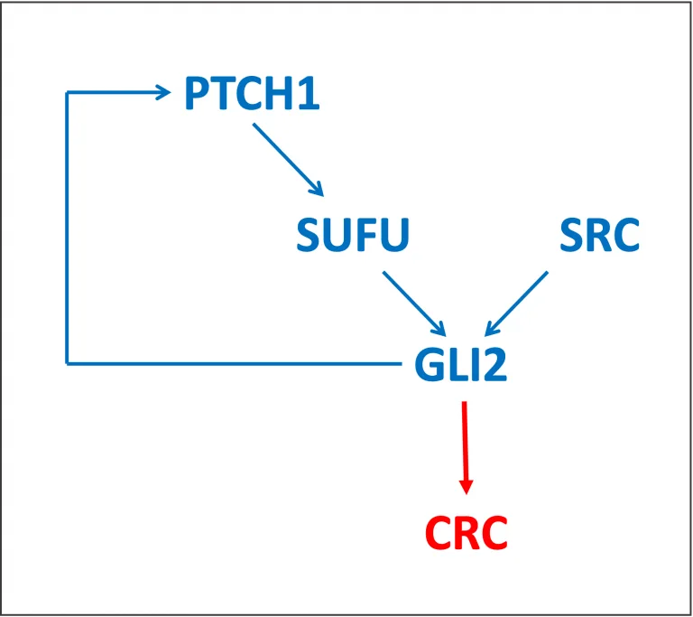 GLI2 in colorectal cancer (CRC) GLI2 In Hedgehog Pathway 768x683 1