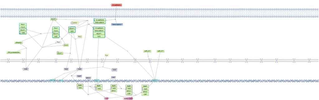Nrf2 Pathway In TRANSPATH Database 1 1024x322