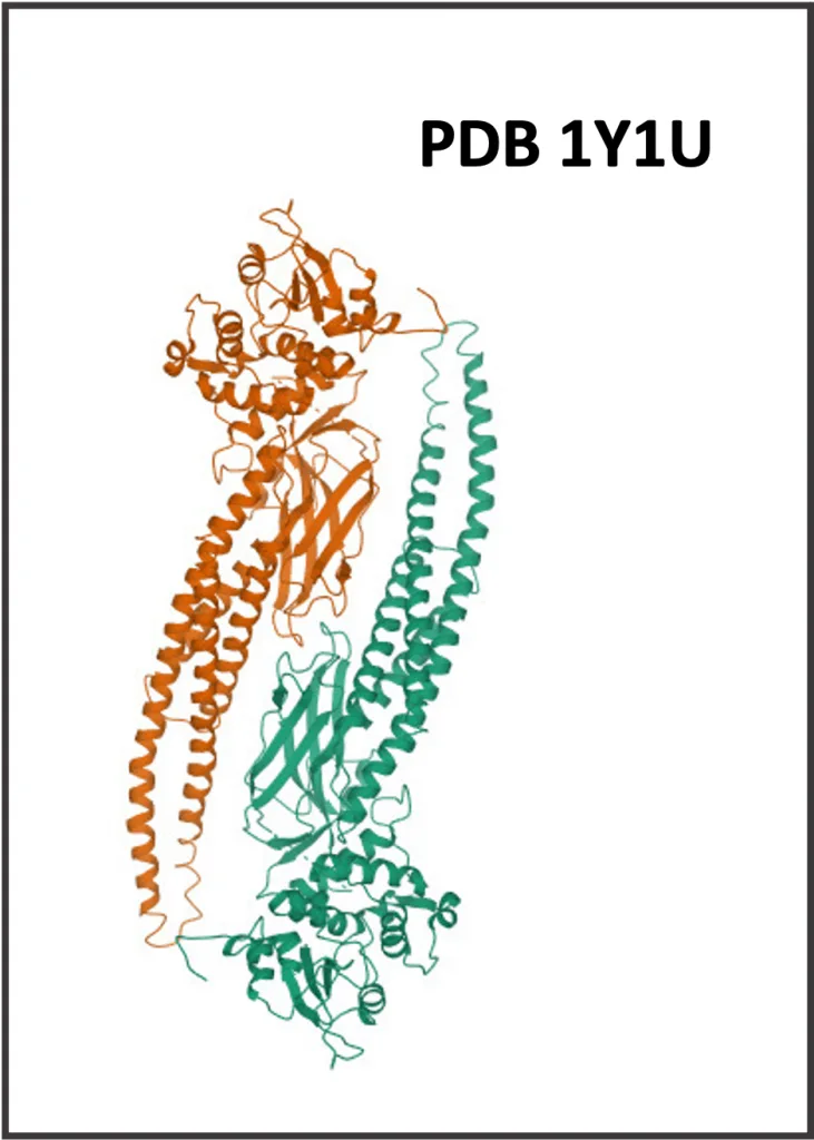 PDB 1Y1U 731x1024 1