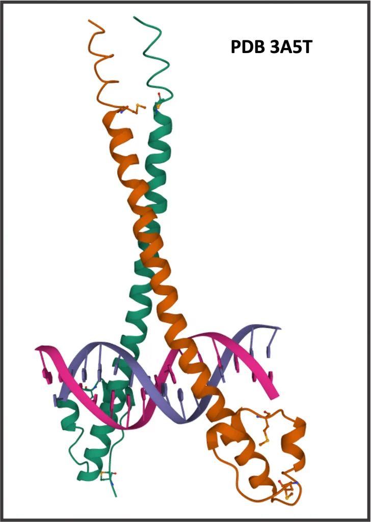 PDB 3A5T 728x1024 1