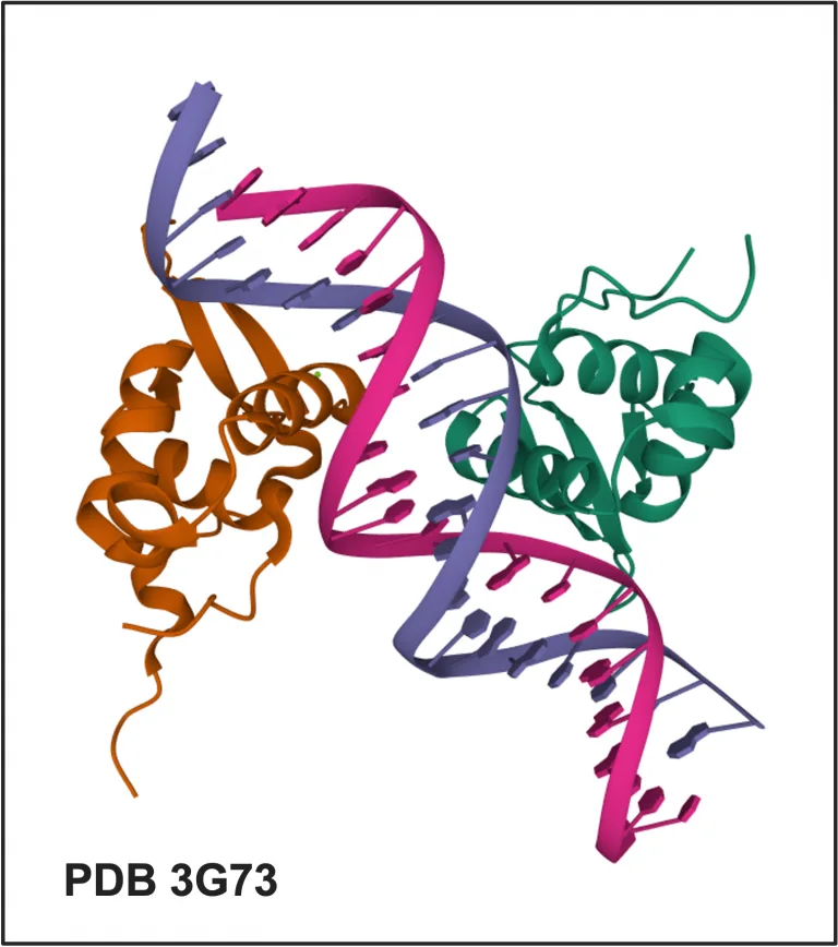 PDB 3G73 768x868 1