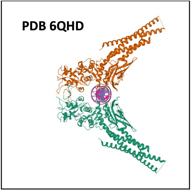 PDB 6QHD 768x768 1