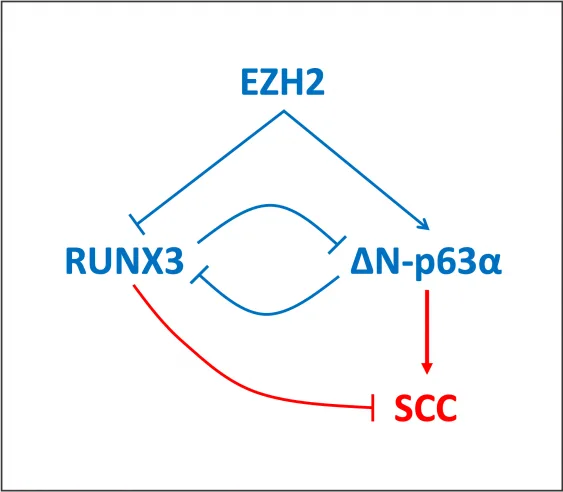 RUNX3 And DeltaN P63 Alpha 2 563x492 1