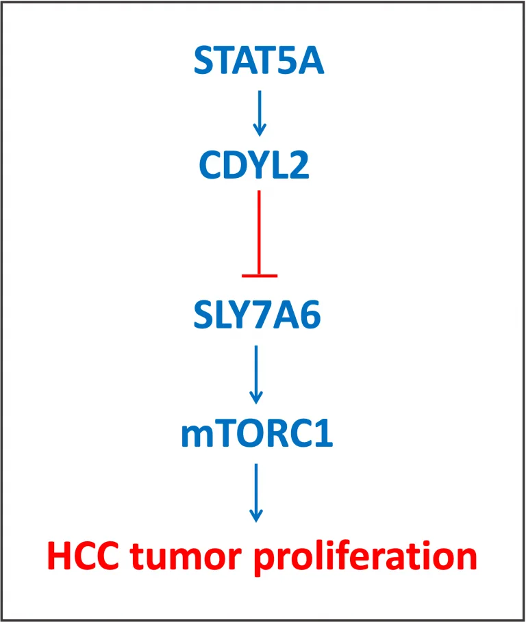 STAT5a HCC Tumor Proliferation 768x909 1