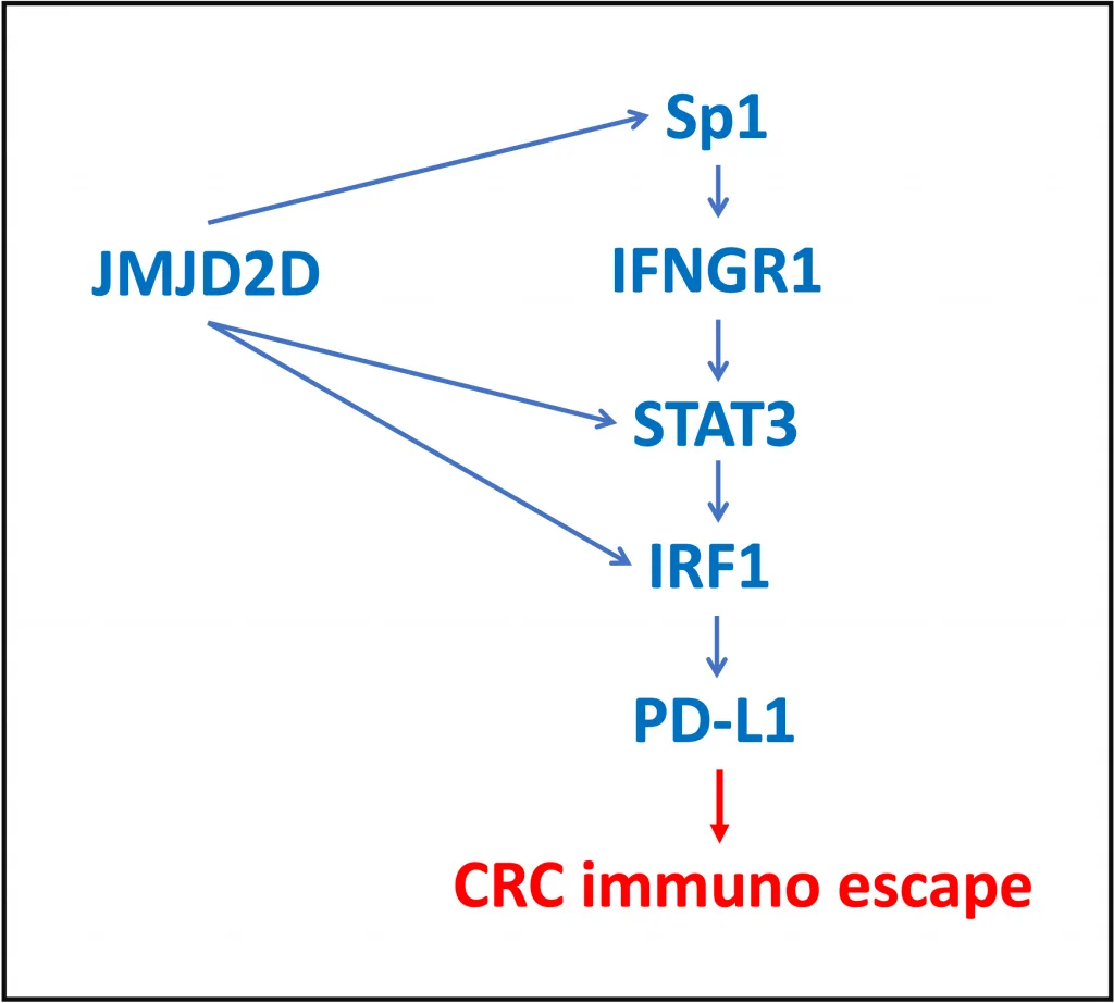 Sp1 STAT3 IRF1 In Colorectal Cancer 1024x922 1