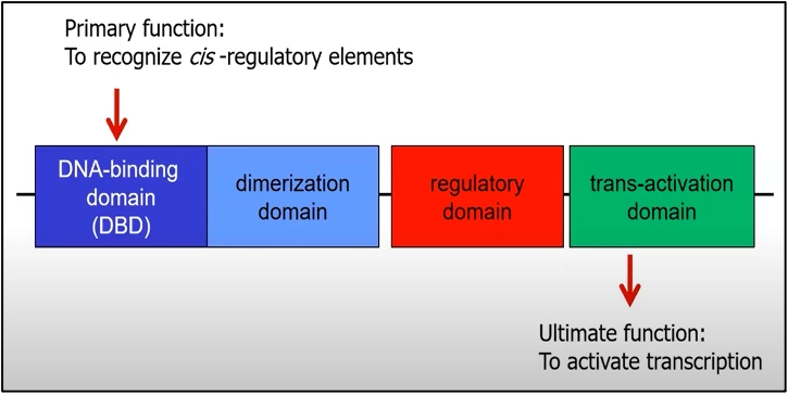 Functions Of Transcription Factor