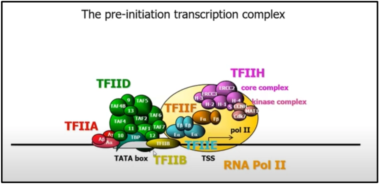The Pre Initiation Transcription Complex