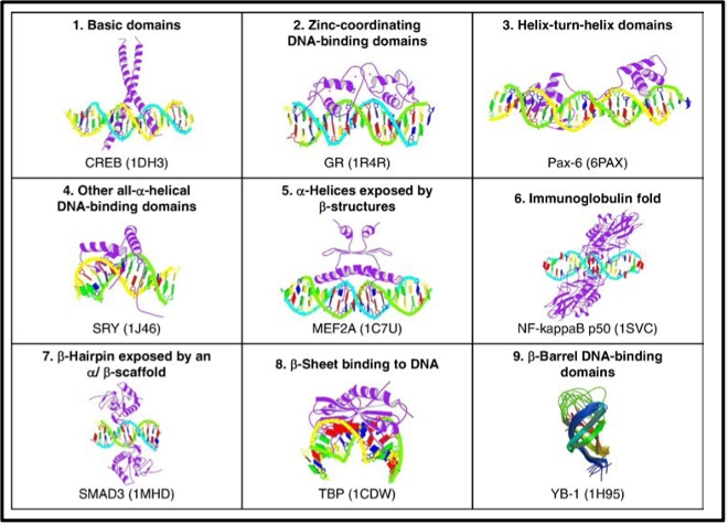 Transcription Factor Binding Domains Examples