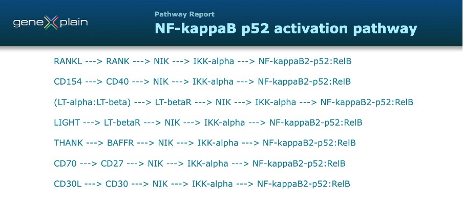 Non Canonical NF κB Pathway