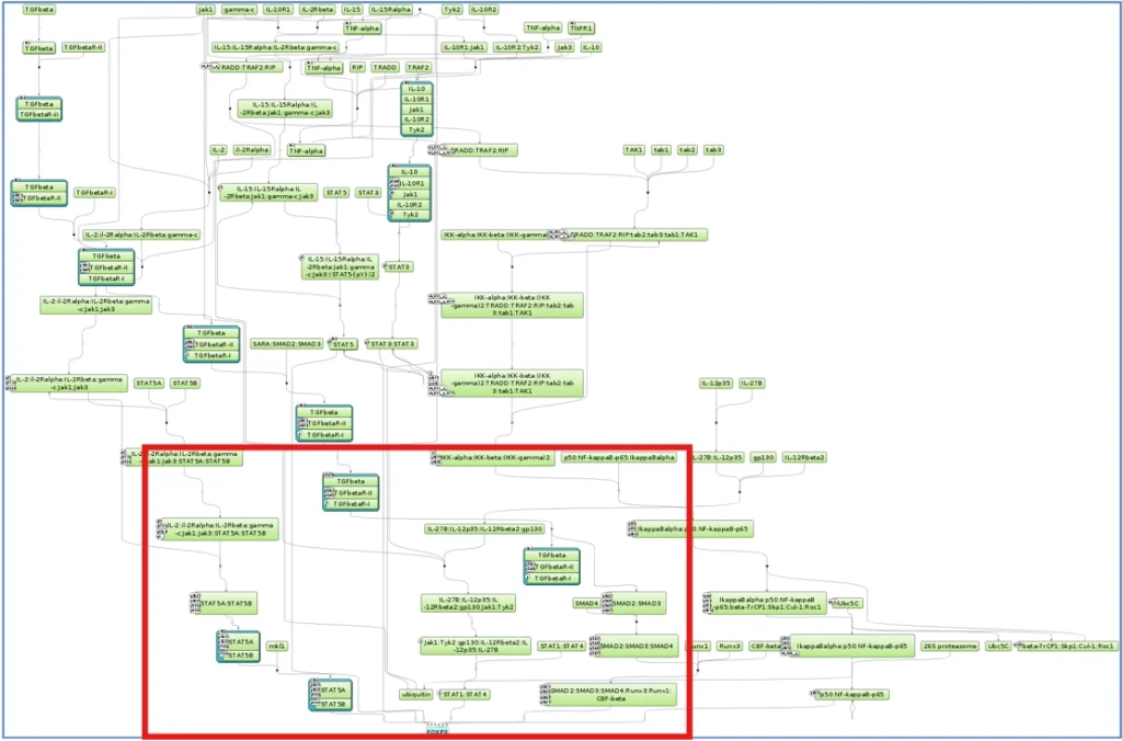 FoxP3 Activation Pathway 1024x676