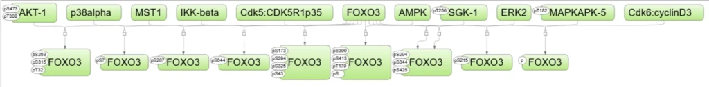 FOXO3 Phosphorylation Network From TRANSPATH 1024x127