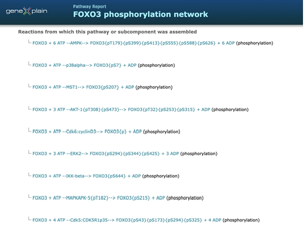 FOXO3 Phosphorylation Network