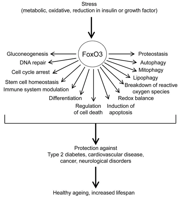 Key Functions And Roles