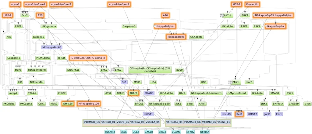TNF HUVEC Signaling Network Map 1024x440