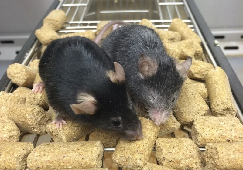 rats