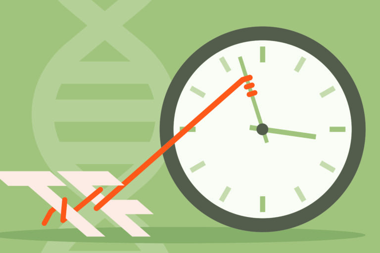 transcription factors clock on aging?