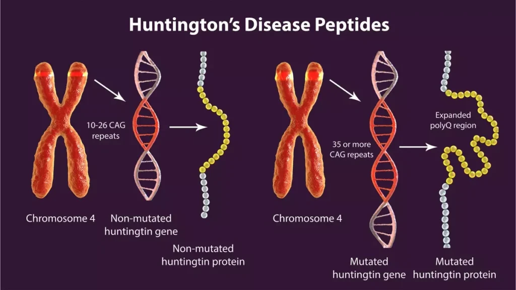 huntington's disease peptides