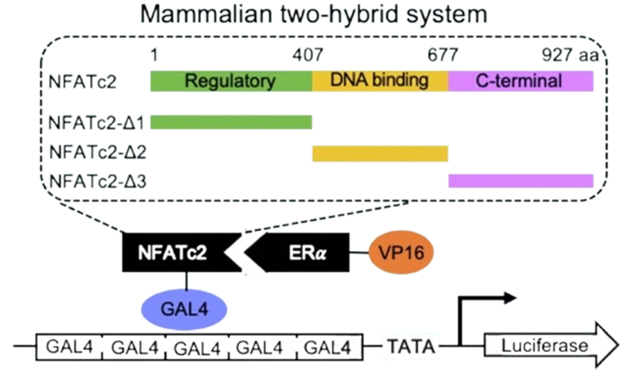 mammalian two hybrid system