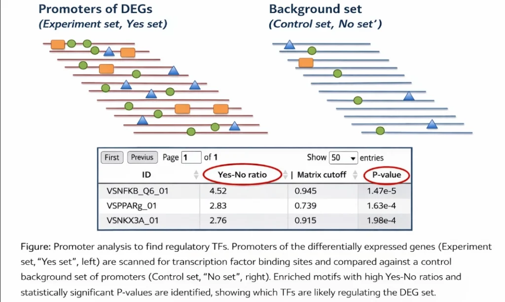 From Gene Lists to Biological Causes: Decoding the “Why” Behind Gene Expression Changes identifying regulatory signals in gene promoters